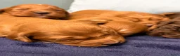 Cocker Spaniel dogs for sale: 5stunning kc registered puppies🩵 - Advert 18