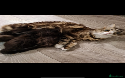 Mixed Breed cats for sale: 3 kittens for sale  - Image 3