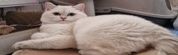 British Shorthair cats for sale: Golden British shorthair Pedigree Neutered  - Advert 21