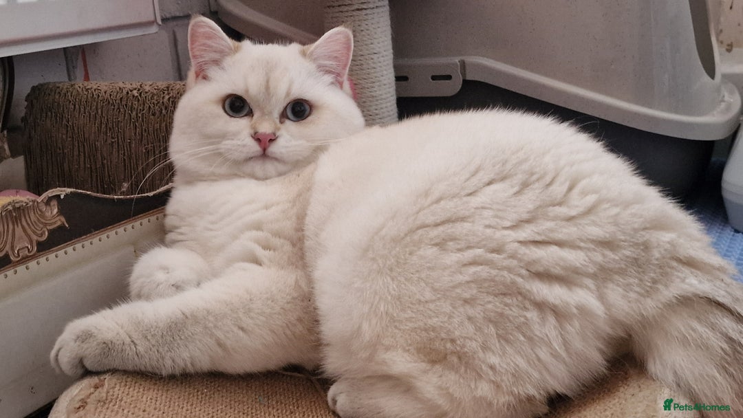 British Shorthair cats for sale: Golden British shorthair Pedigree Neutered  - Advert 21