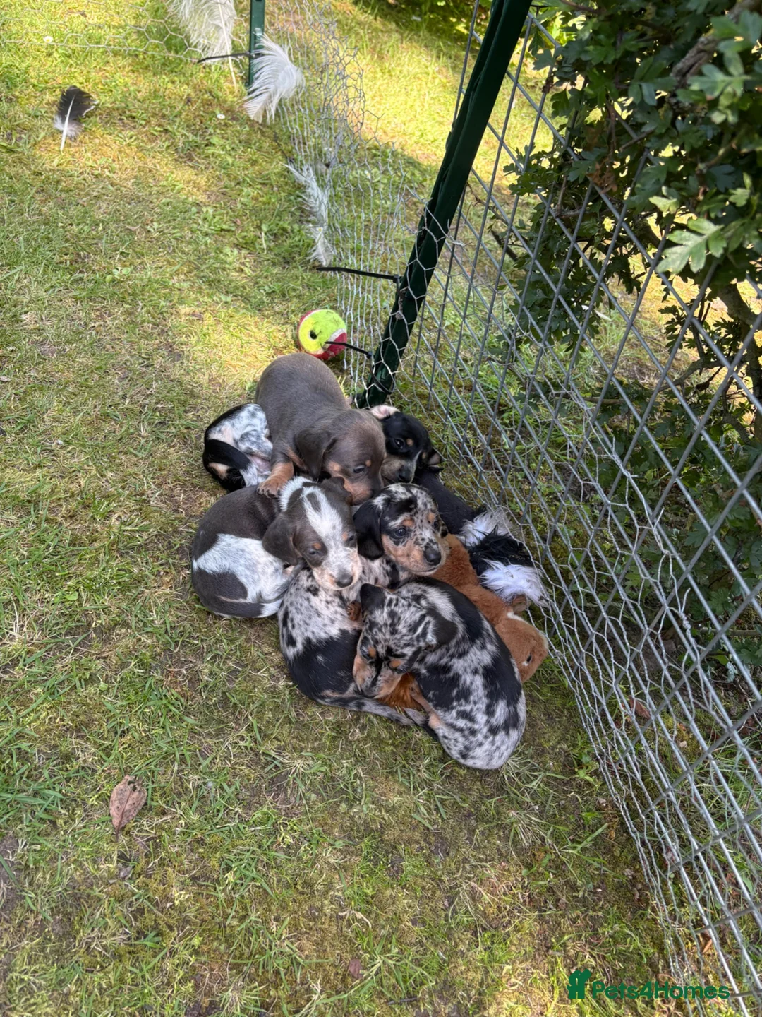 Miniature Dachshund dogs for sale: MINIATURE DACHSHUND PUPPIES in Leven - Advert 6