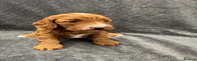 Cockapoo 3