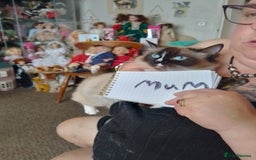 Ragdoll cats for sale: Ragdoll cross  - Image 4