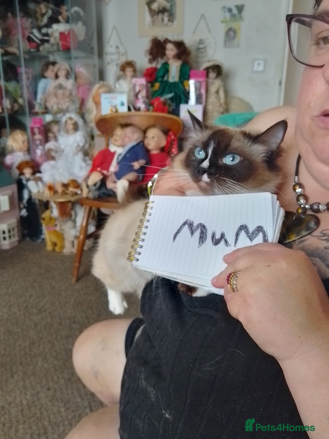 Ragdoll cats for sale: Ragdoll cross  - Image 4