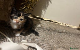 Mixed Breed cats for sale: Beautiful ginger and black kittens  - Image 6