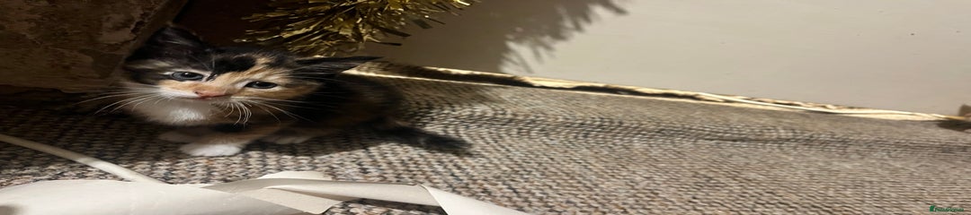 Mixed Breed Kitten 4