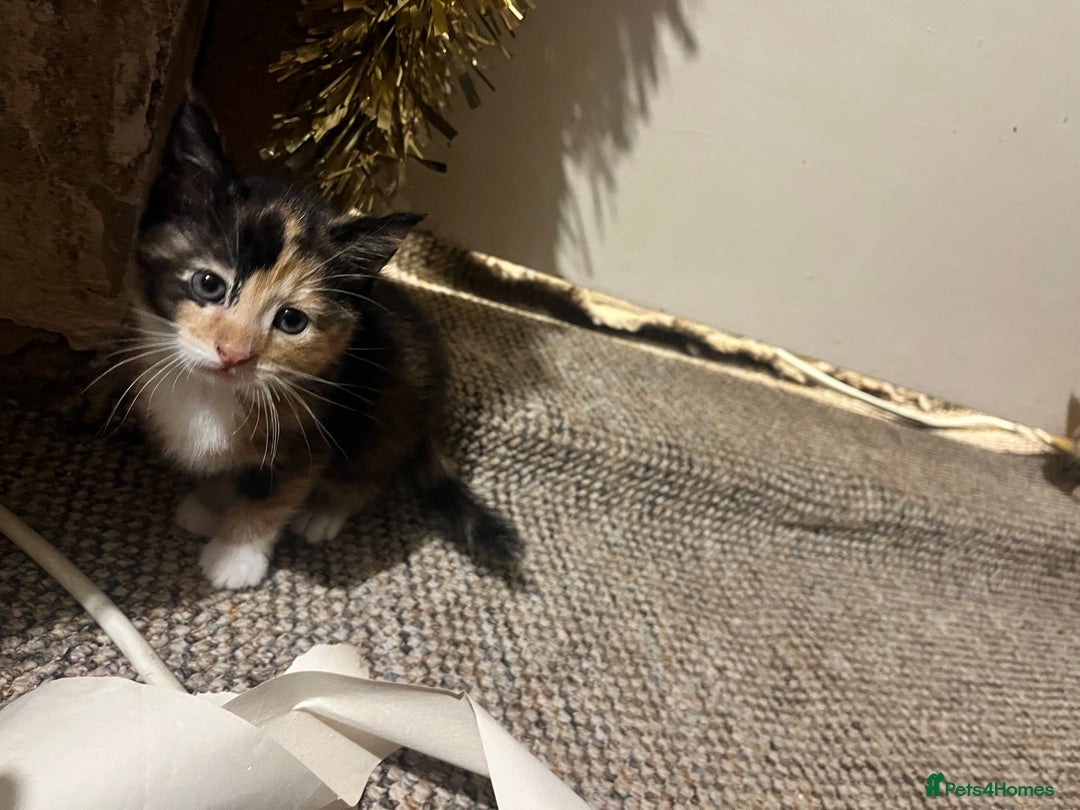 Mixed Breed cats for sale: Beautiful ginger and black kittens  - Image 6