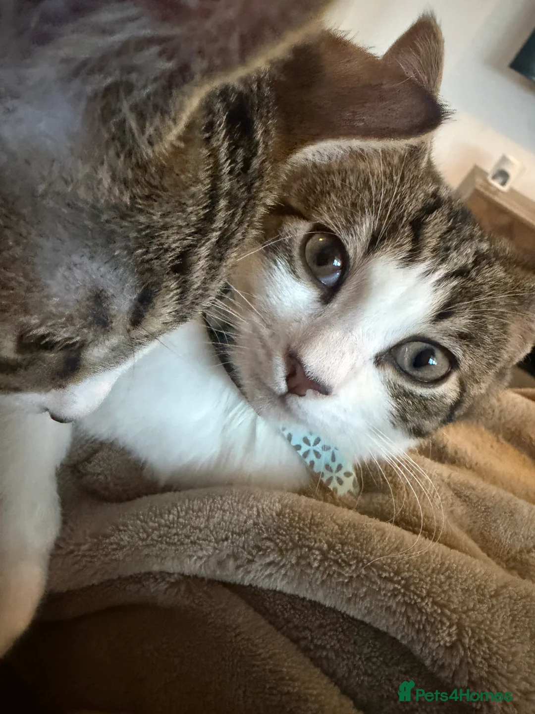 Mixed Breed cats for sale: Two males mixed breed  - Advert 10