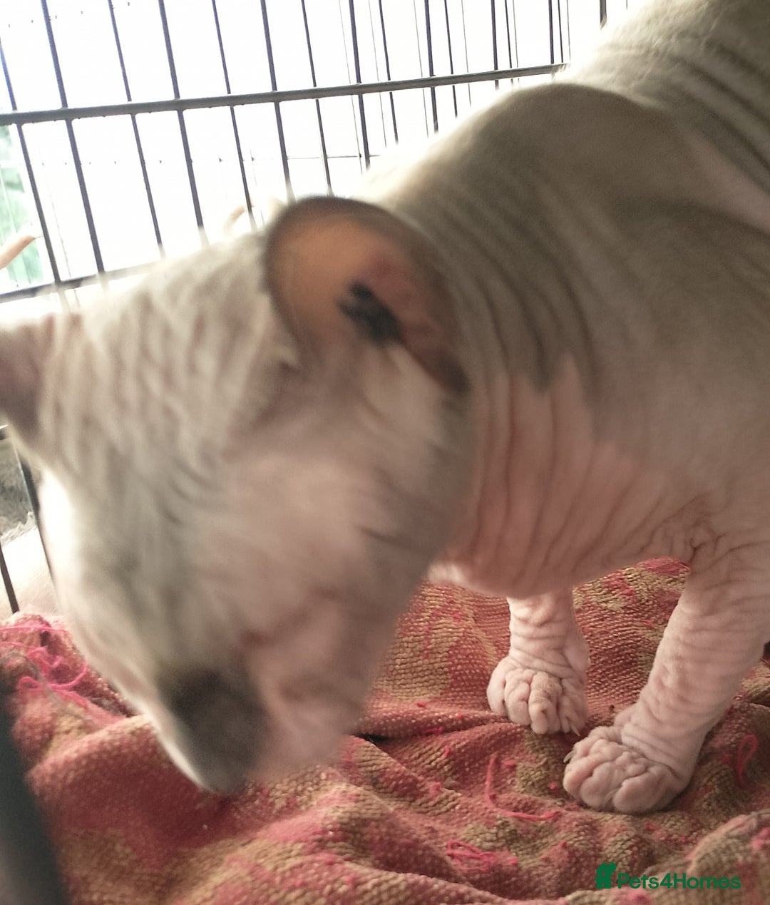 Sphynx cats for sale: 8 month old sphynx for sale - Advert 1