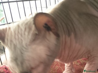 Sphynx cats 8 month old sphynx for sale - Advert 2