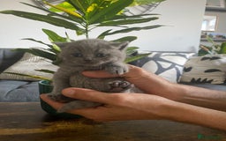 British Shorthair cats for sale: Stunning British short hair GCCF/TICA - Advert 7