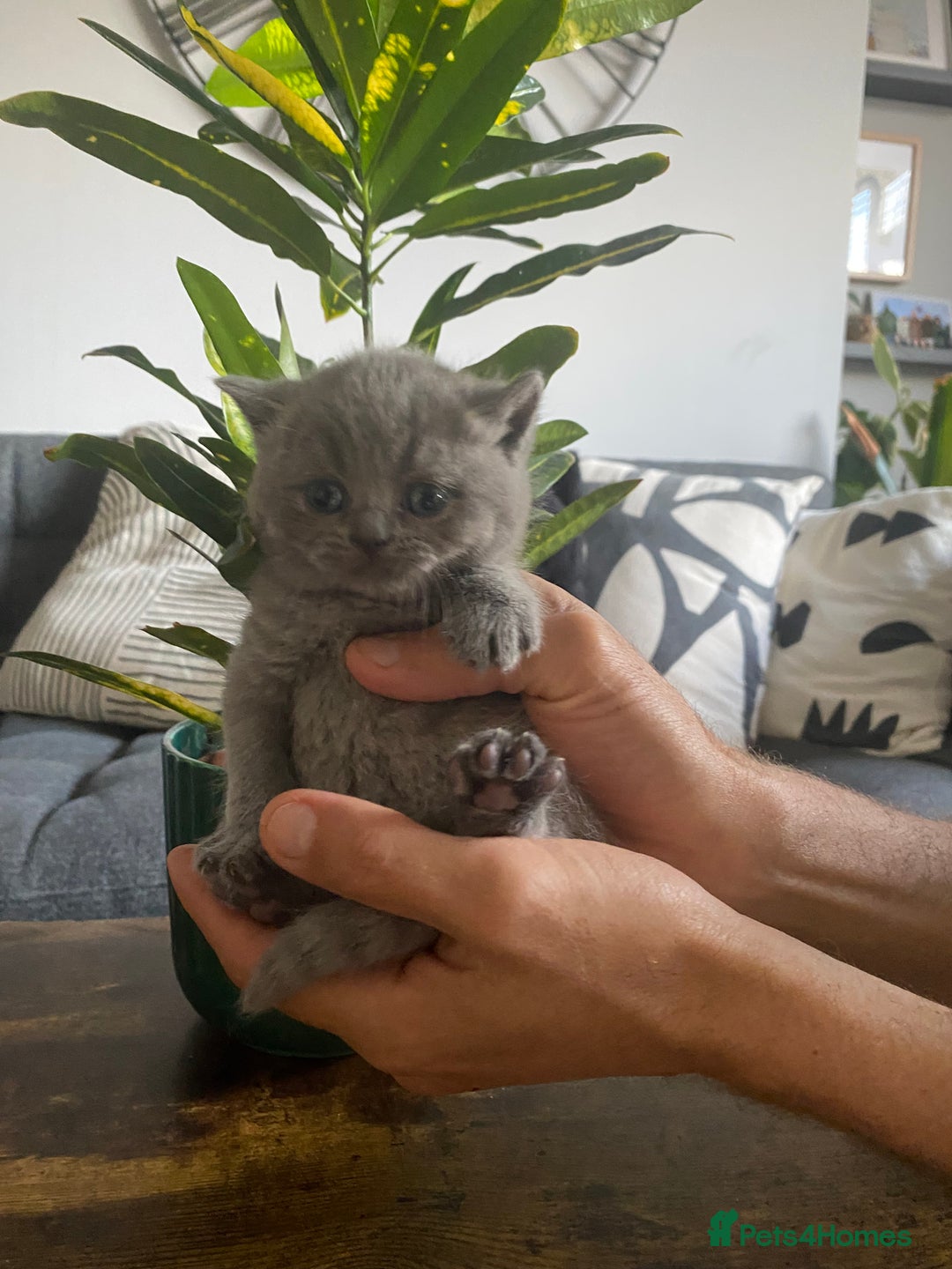 British Shorthair cats for sale: Stunning British short hair GCCF/TICA - Advert 7
