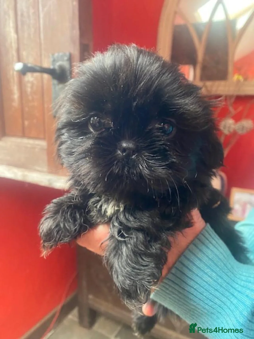 Shih Tzu dogs for sale: Pure bred KC reg pedigree shih szu puppies - Advert 10