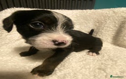 Mixed Breed dogs for sale: Staffypoos for sale - Image 11