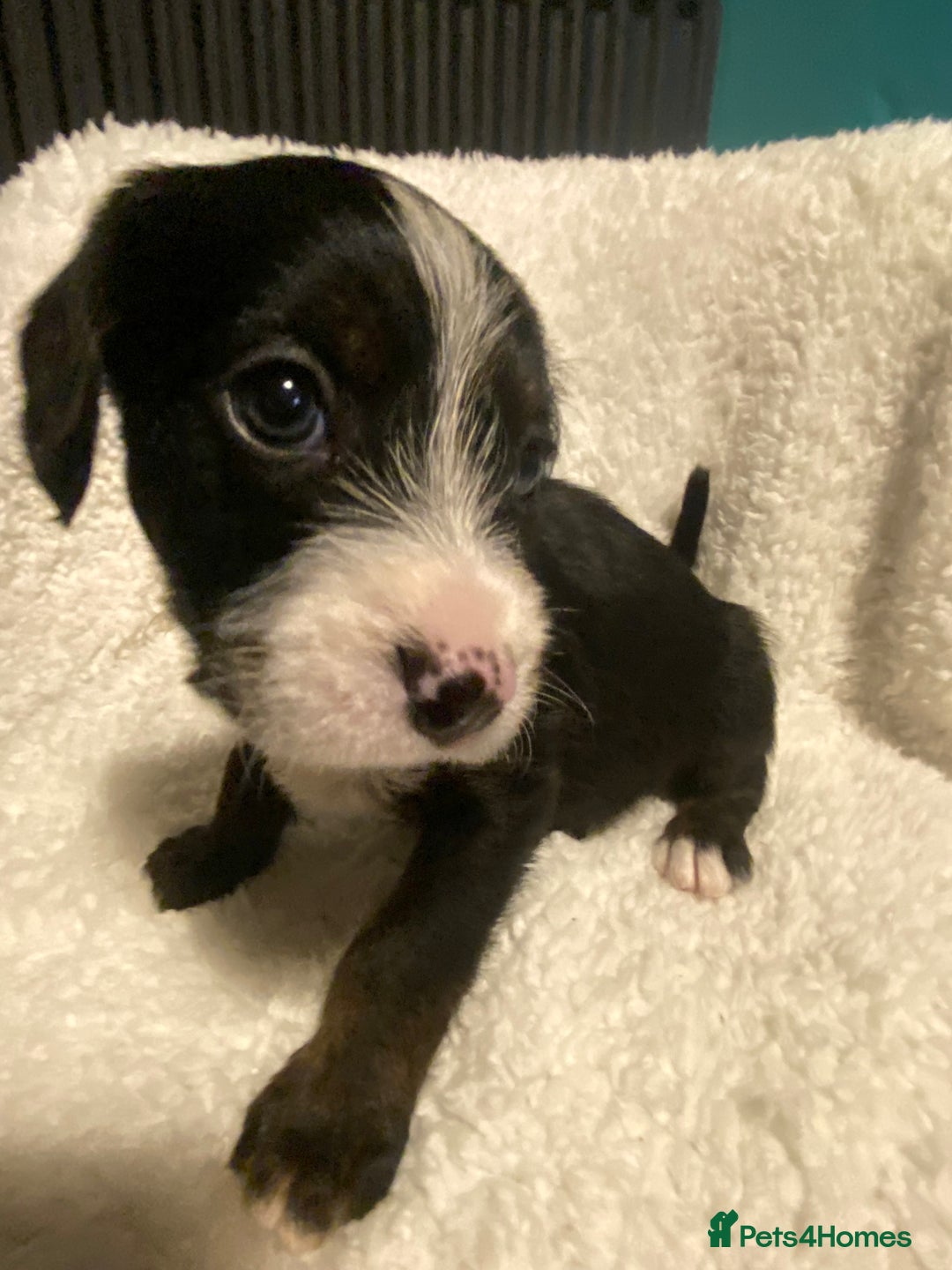 Mixed Breed dogs for sale: Staffypoos for sale - Image 11