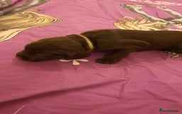 Sprocker dogs for sale: Cocker spaniel x english springer spaniel  - Image 9