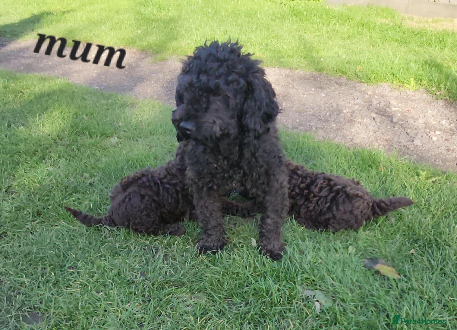 Cockapoo dogs for sale: 2 adorable little girls cockapoo pups  - Advert 1