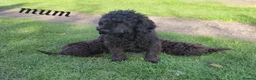 Cockapoo dogs for sale: 2 adorable little girls cockapoo pups  - Advert 7