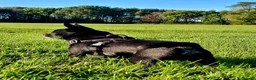 Chihuahua dogs for stud: Handsome 5-year-old Black Chihuahua for Stud Only - Advert 2
