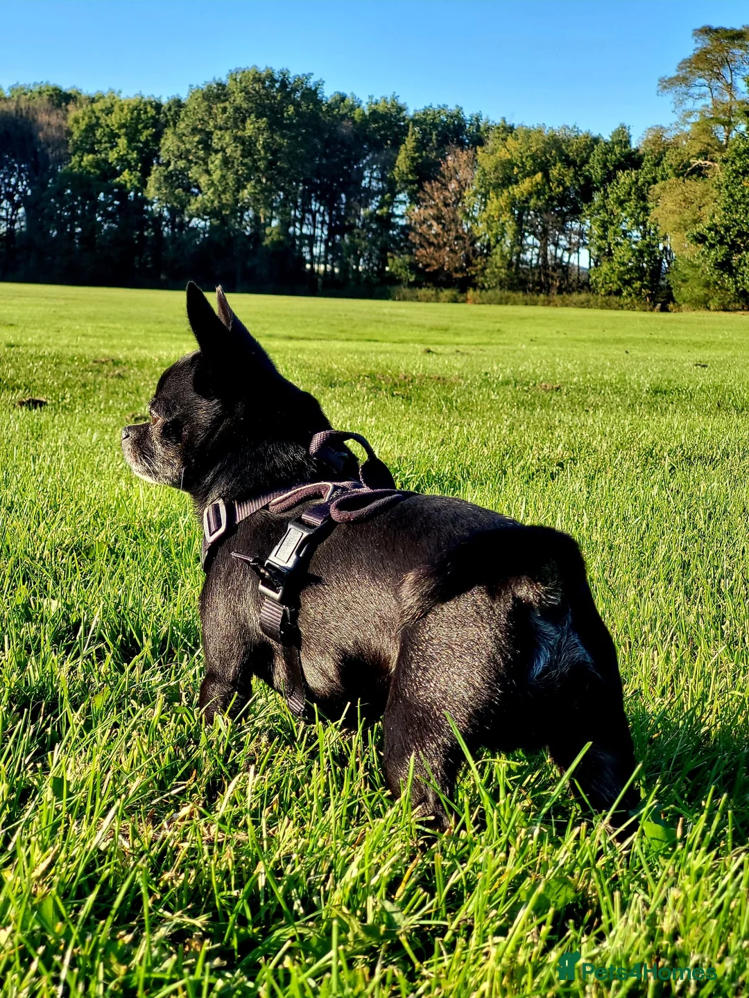 Chihuahua dogs for stud: Handsome 5-year-old Black Chihuahua for Stud Only - Advert 2