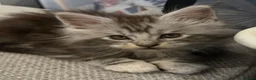 Maine Coon cats for sale: Maine coons  - Advert 13