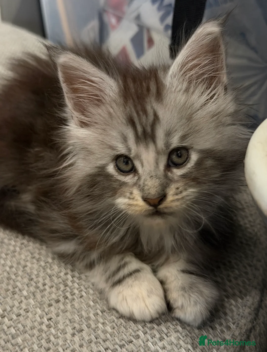 Maine Coon cats for sale: Maine coons  - Advert 13