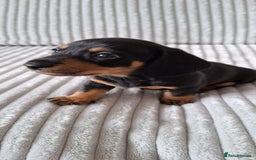 Miniature Dachshund dogs for sale: Miniature Dachshund Pups  in Banbury - Image 21