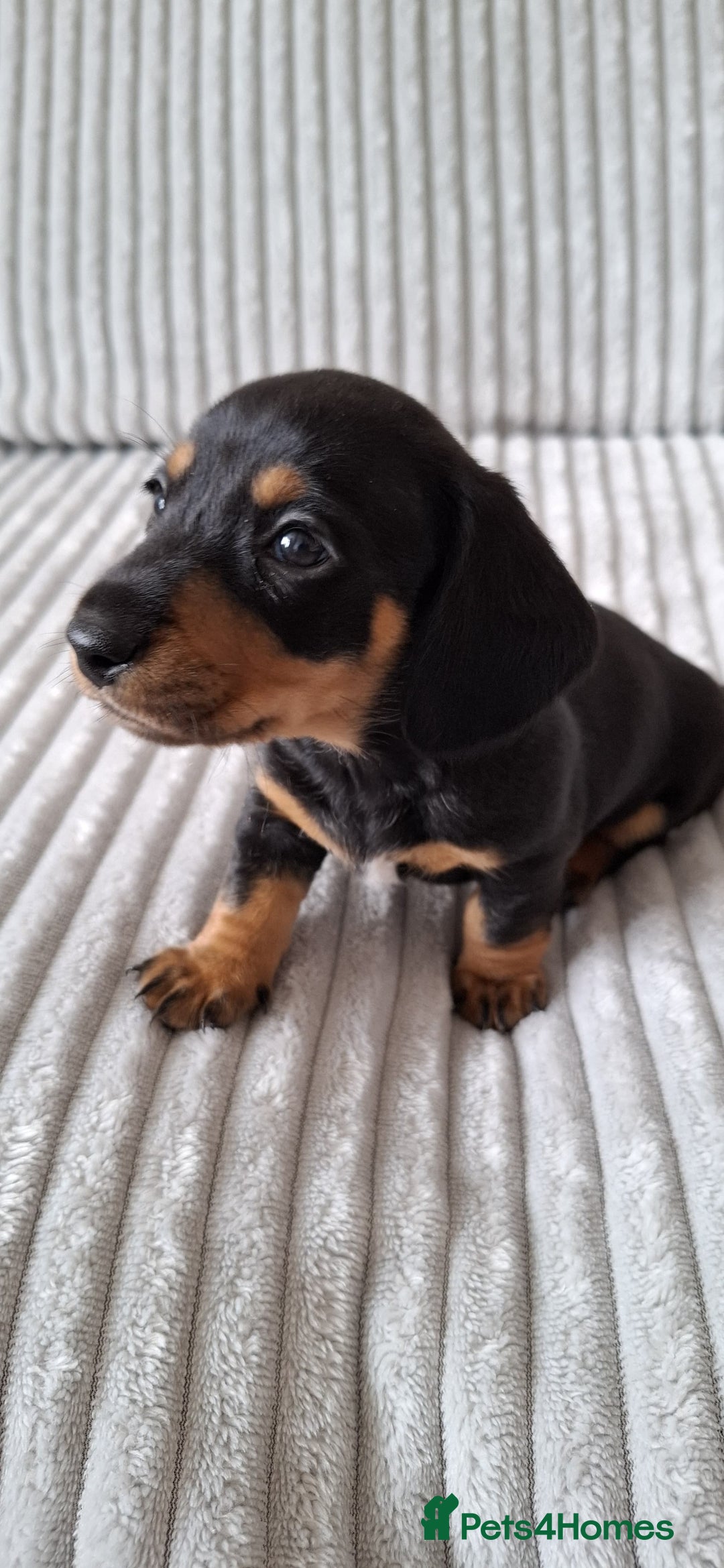 Miniature Dachshund dogs for sale: Miniature Dachshund Pups  in Banbury - Image 21