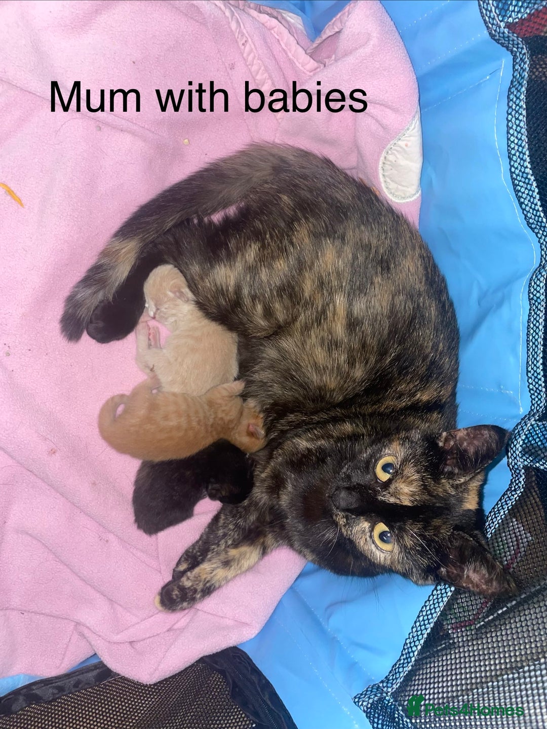 Domestic Shorthair cats for sale: 3 beautiful female kittens  - Image 12