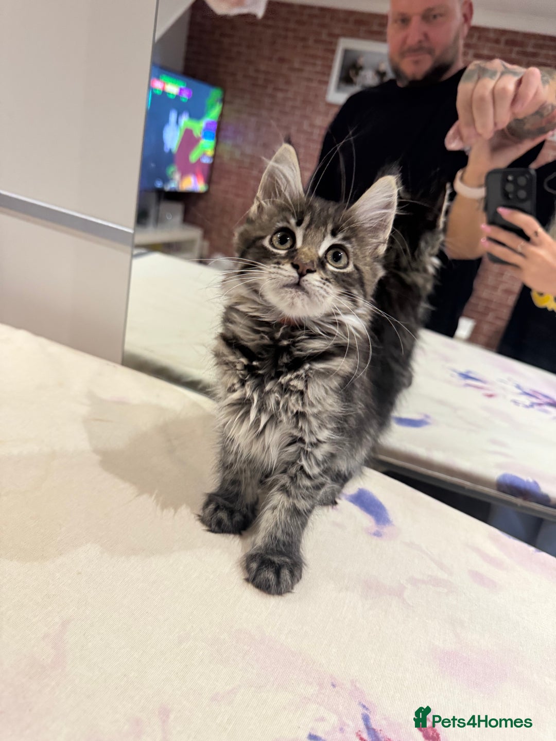 Maine Coon cats for sale: XL pure Maine coon kittens 💖 in Wellingborough - Image 16