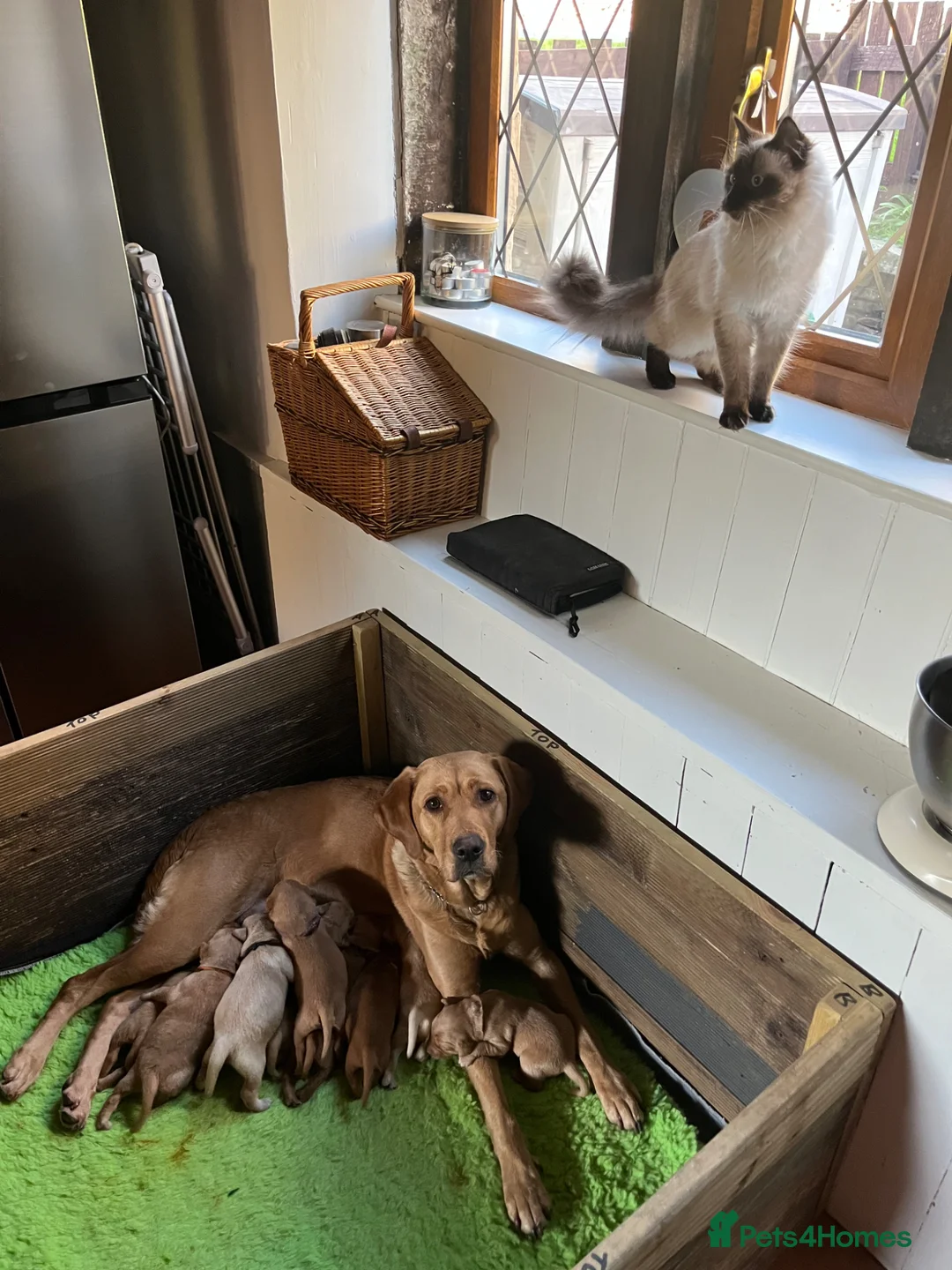 Labrador Retriever dogs for sale: Chunky Labrador puppies - Advert 2