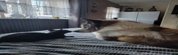 Huskita dogs for sale: Stanley - Advert 2