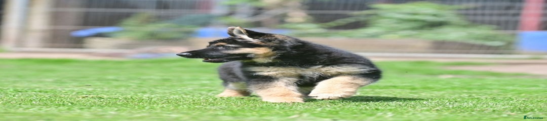 German Shepherd Puppy 1