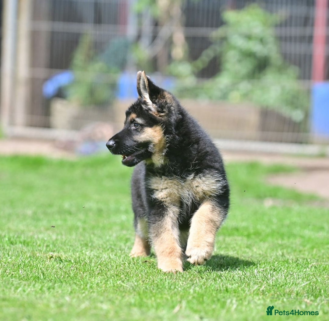 German Shepherd dogs for sale: TOP QUALITY GERMAN SHEPHERD LITTERS - Image 2