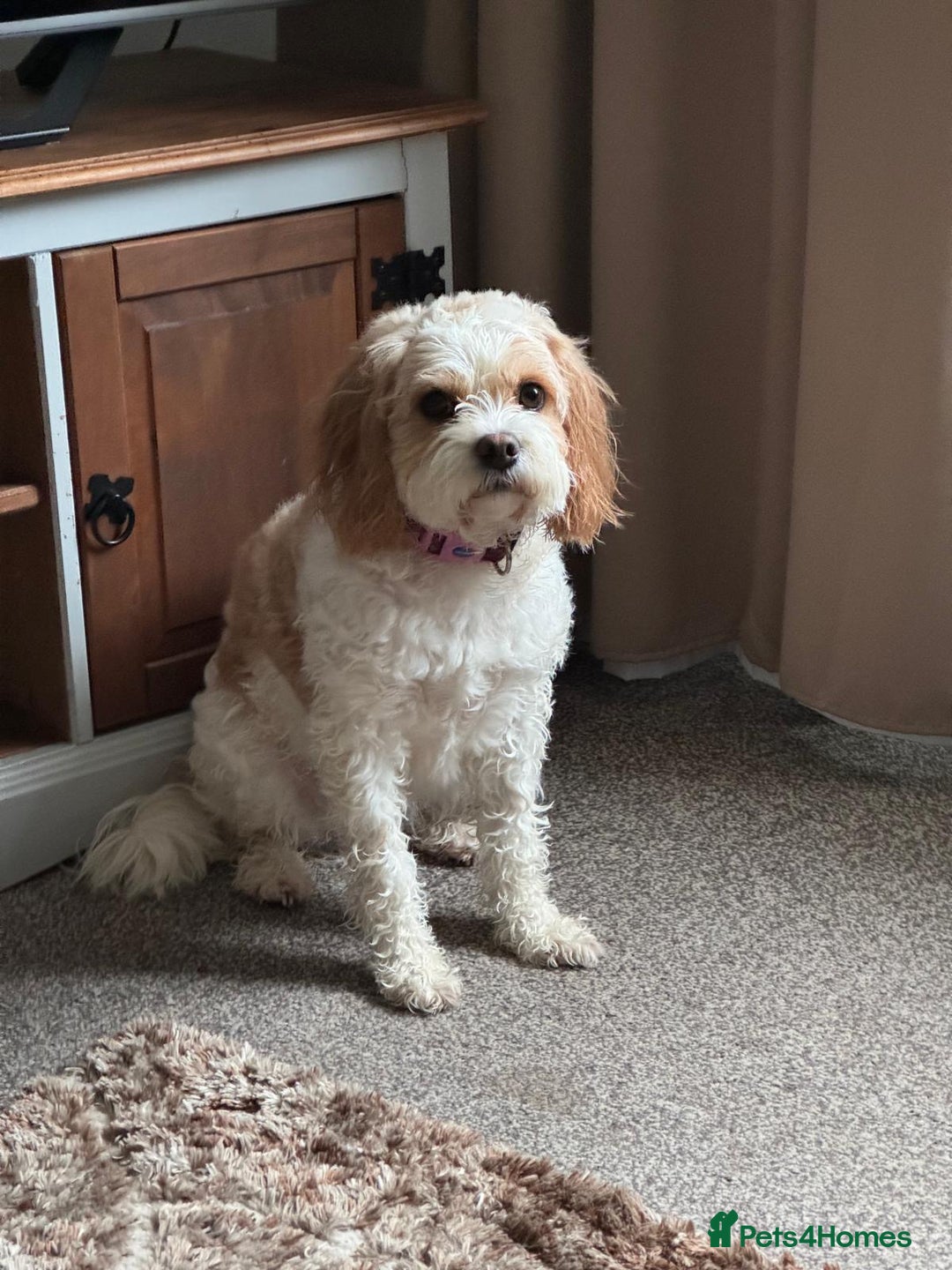 Cavachon dogs for sale: Maisie - Advert 1