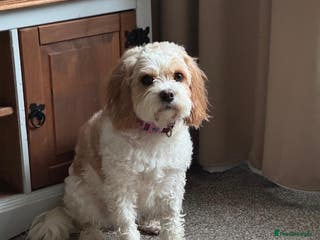 Cavachon dogs Maisie - Advert 8