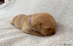 Labrador Retriever dogs for sale: Stunning Labrador Puppies - Image 22