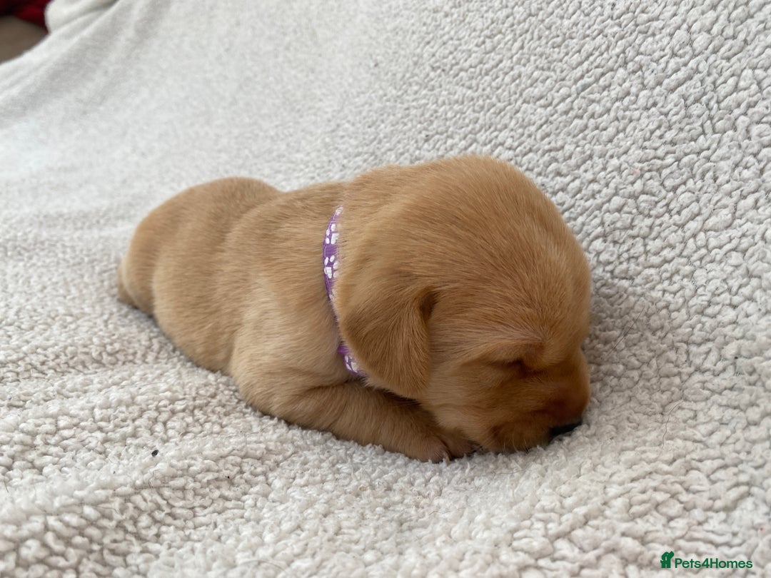 Labrador Retriever dogs for sale: Stunning Labrador Puppies - Image 22