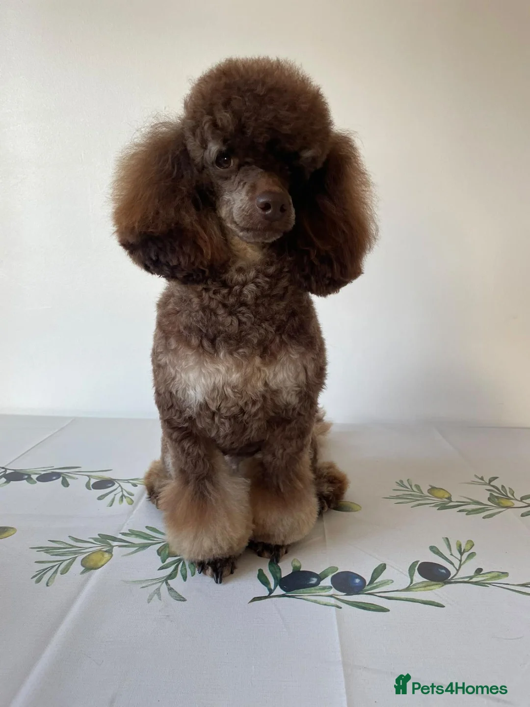 Toy Poodle dogs for sale: Toy poodle puppies looking for forever homes - Advert 2