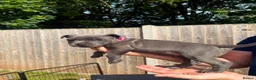 Staffordshire Bull Terrier dogs for sale: READY TO GO 08/06/26 KC REGISTERED BULLSCAFF PUPS in Walsall - Advert 11