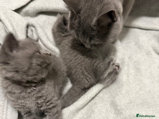 British Shorthair cats British cat kitten 2boys 1girl - Advert 1