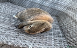 Mini Lop rabbits for sale: Mini lop - Image 13