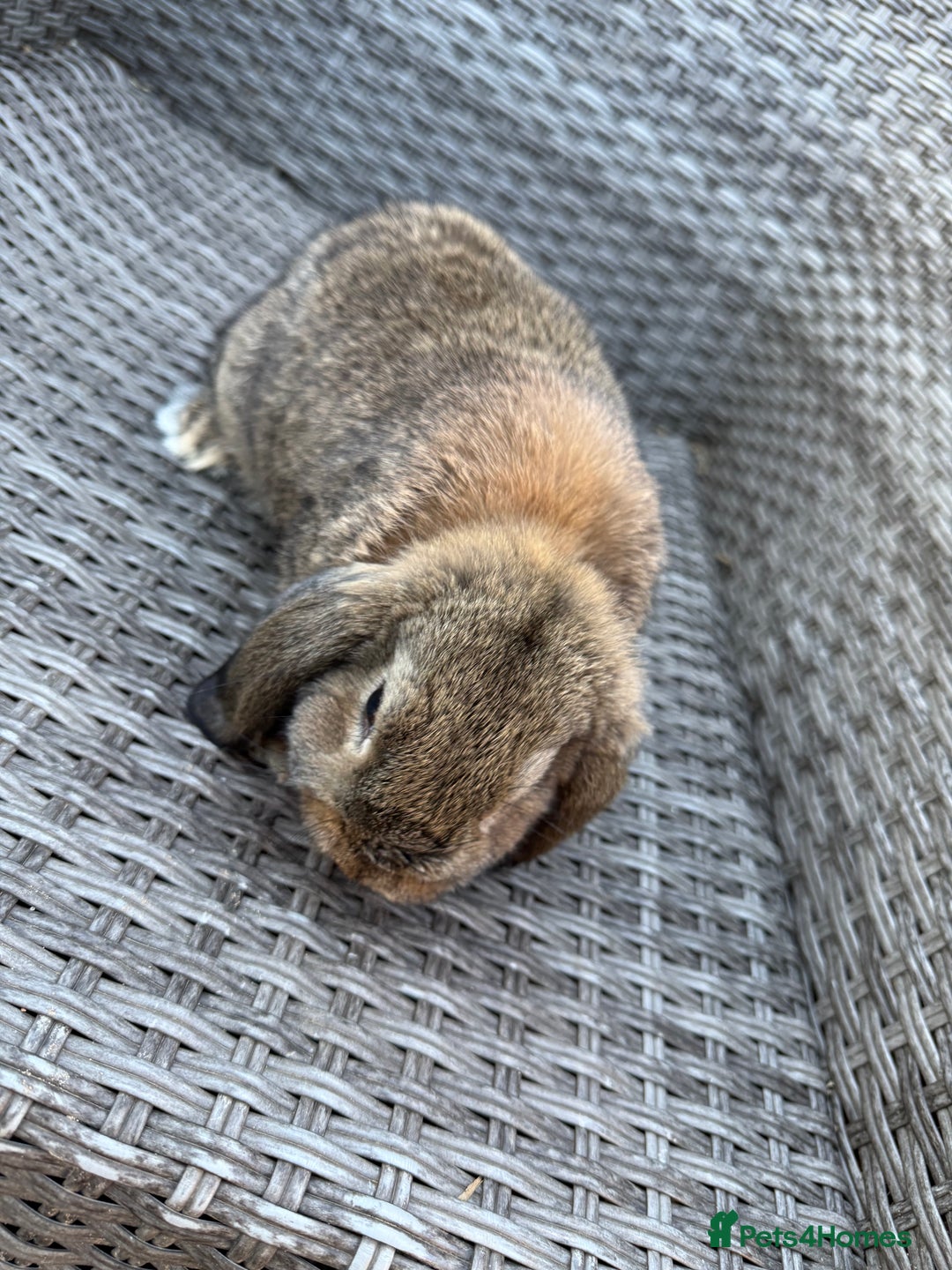 Mini Lop rabbits for sale: Mini lop - Image 13