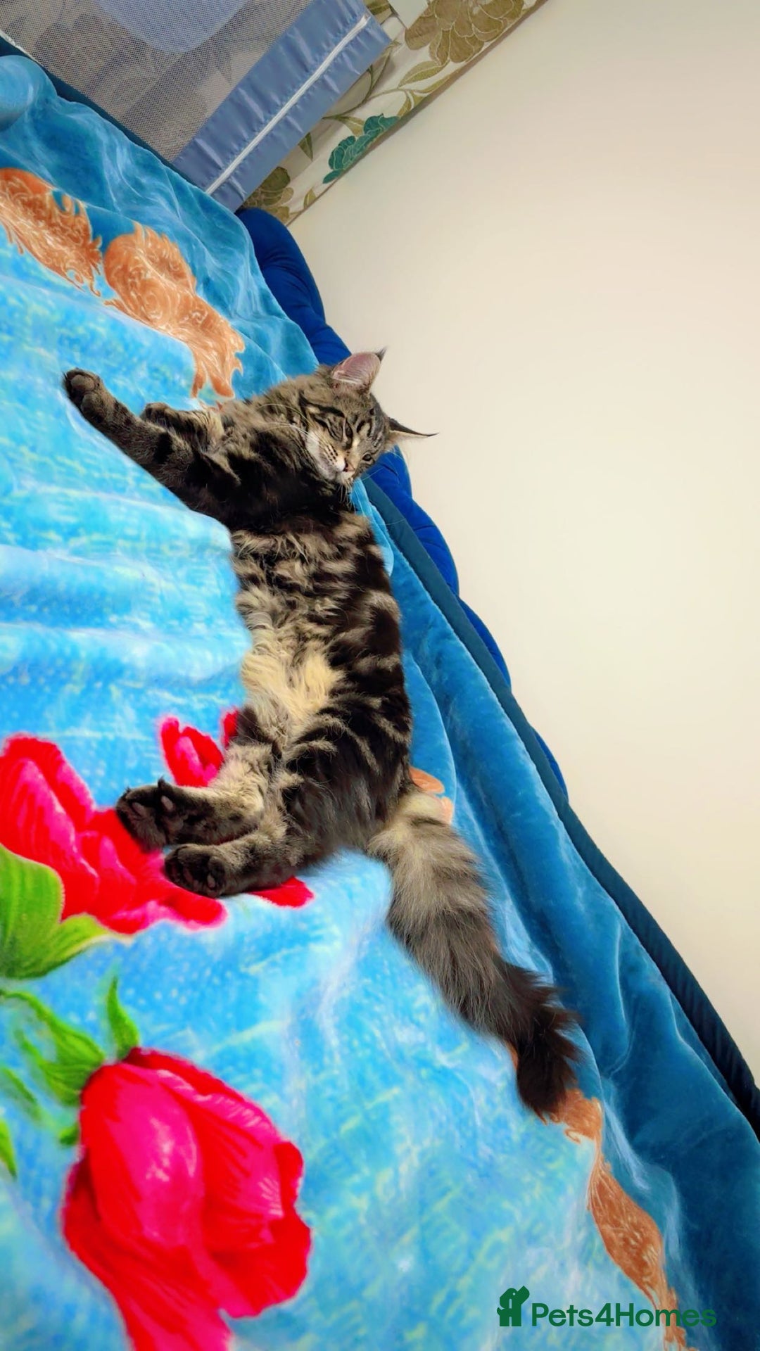 Maine Coon cats for stud: Tabby Mainecoon For Stud - Advert 8