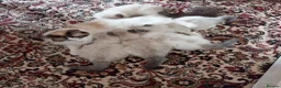 Ragdoll cats for sale: Stunning GCCF Registered Ragdoll kittens in Redruth - Advert 6