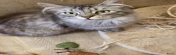 Maine Coon cats for sale: 2 adult female maine coon cats  in Exeter - Advert 8