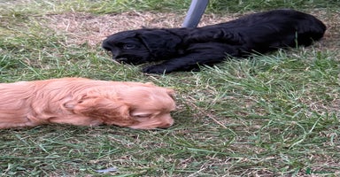 Cocker Spaniel dogs - Advert 12