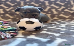 French Bulldog dogs for sale: Adorable French bulldog puppies!!🐶  - Image 21