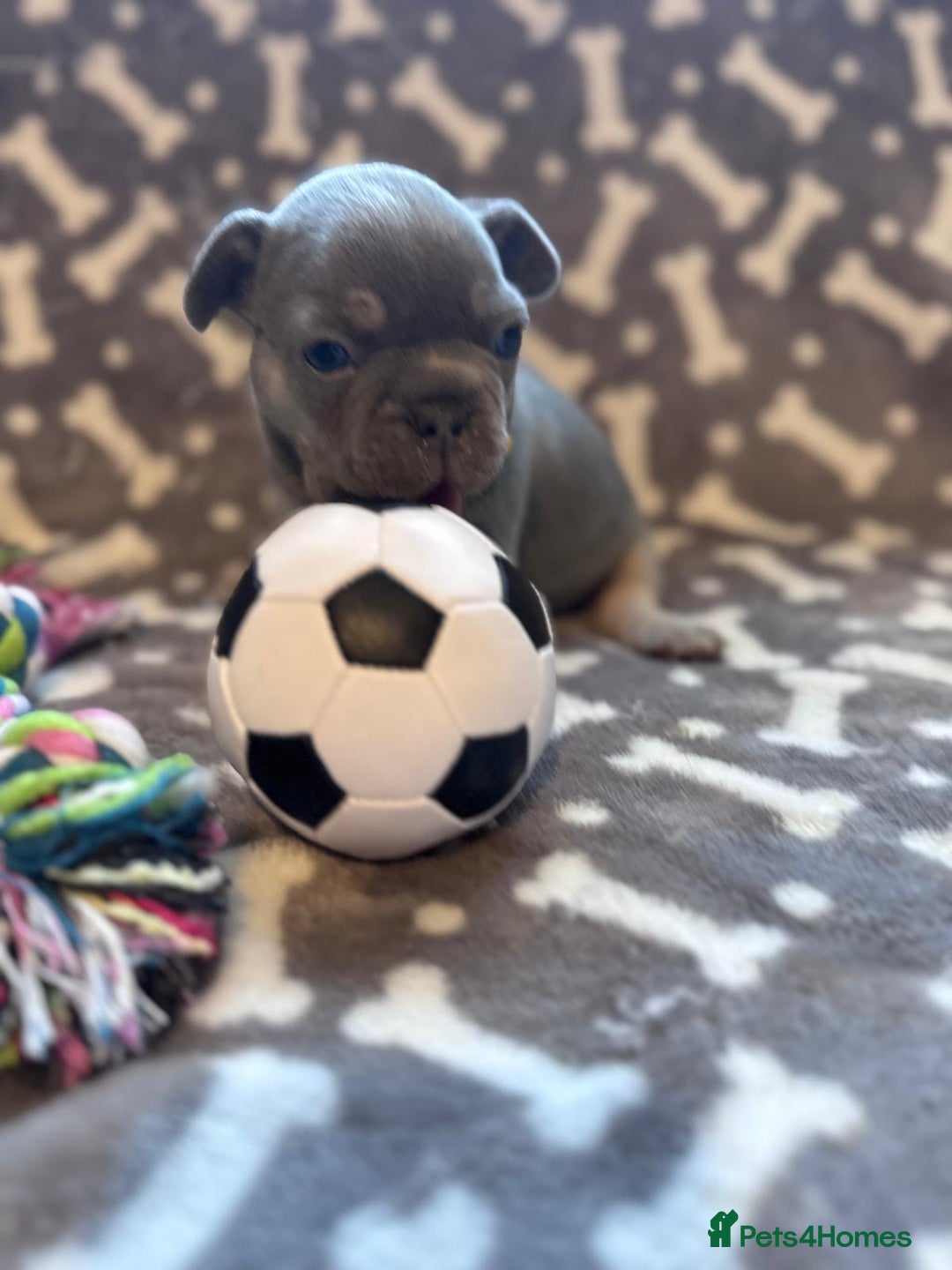 French Bulldog dogs for sale: Adorable French bulldog puppies!!🐶  - Image 21