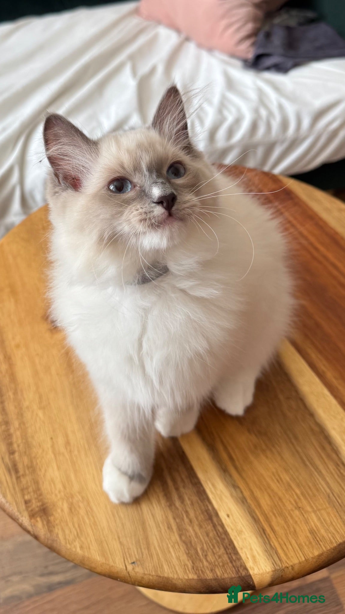 Ragdoll cats Ragdoll kittens for sale  - Advert 2